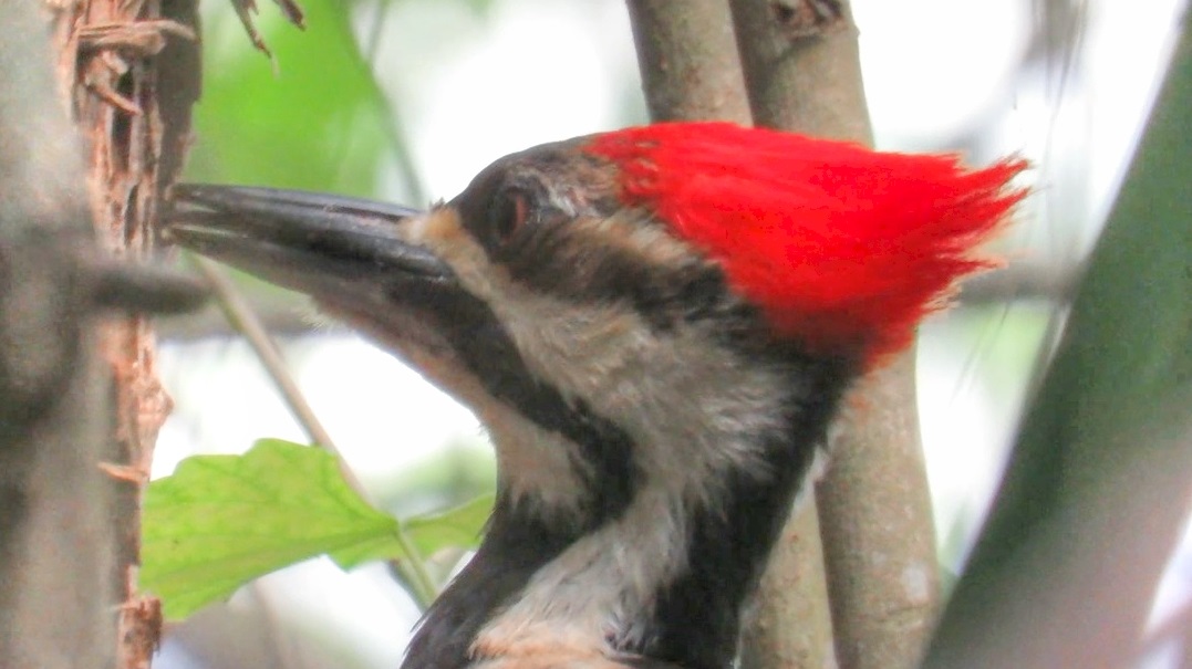 Backyard Birding....and Nature: Pileated Woodpecker Pecking