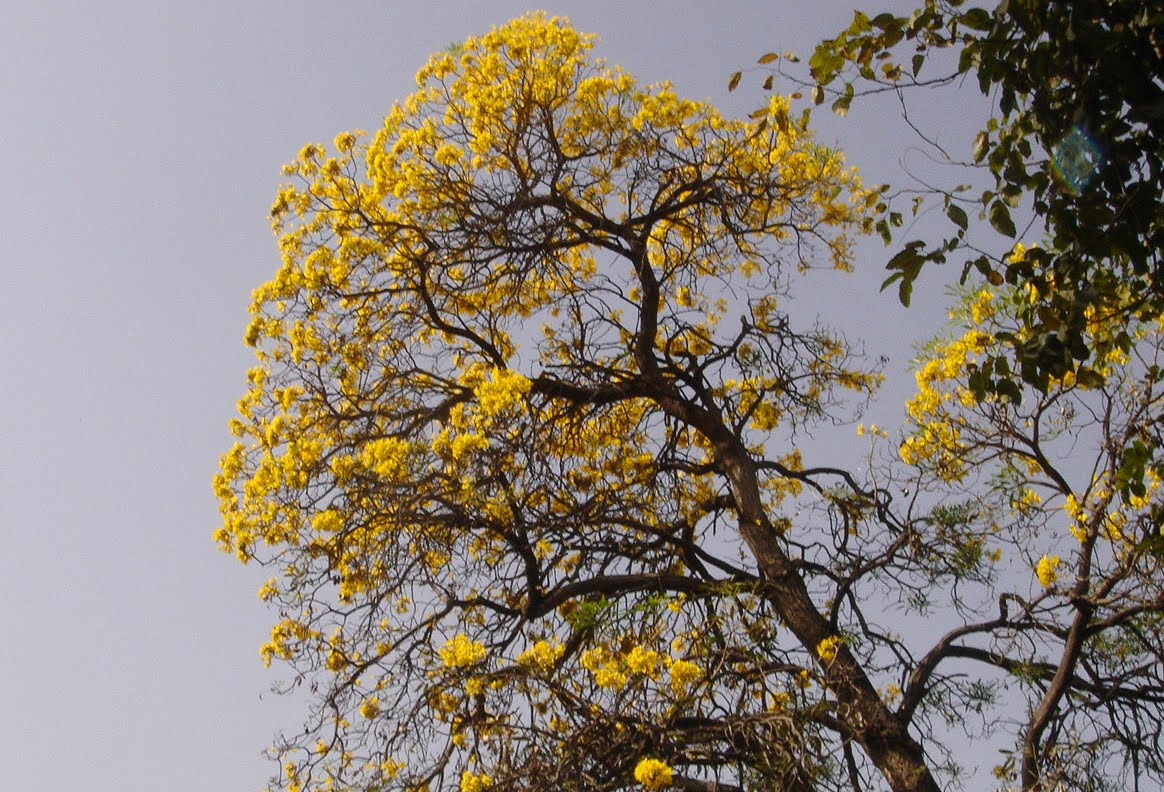 Summer Season In India Essay