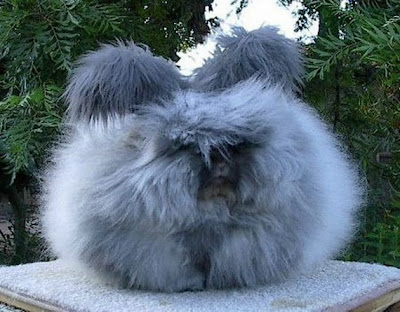 angora-rabbits angora rabbit