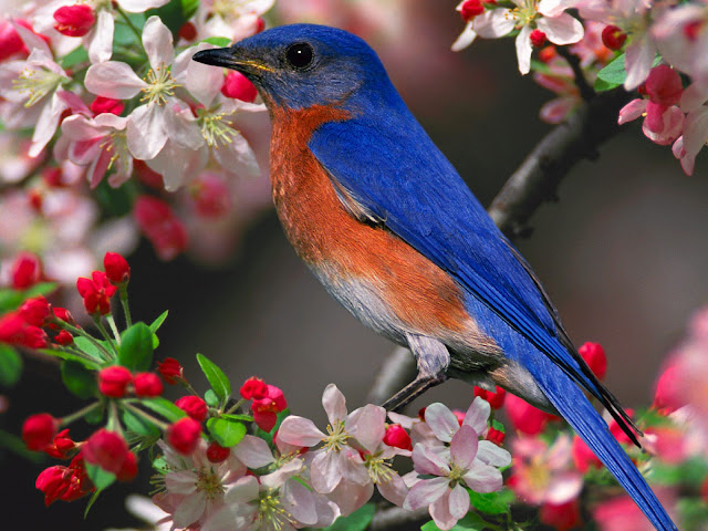 அழகிய பறவைகள் (Beautiful-Blue-Bird-Wallpaper) Beautiful-blue-bird-wallpaper+1+%25283%2529