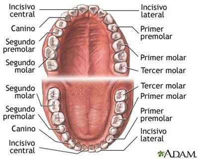 salida de dientes y diarrea medicamentos homeop 225 ticos para dentici 243 n homeopat 205 a salida de dientes y diarrea medicamentos homeop 225 ticos para dentici 243 n homeopat 205 a