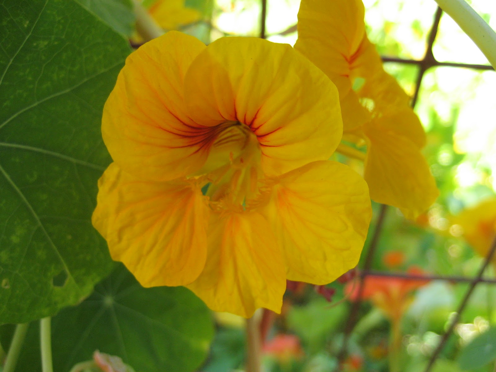 Homemade Trade Backyard Harvest Pickling Nasturtium Capers