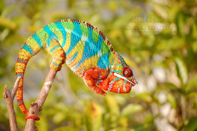Amazing Chameleon