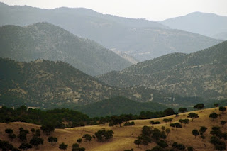 Iberische lynx - Sierra Morena