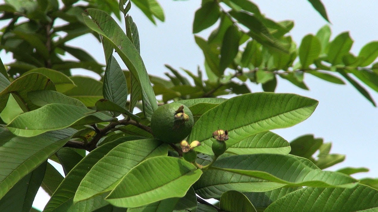 guava http://indonesian-herbal-medicine.blogspot.com/2014/11/guava-for-curing-disease.html