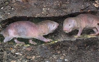 Ο τυφλοπόντικας που κρατάει το κλειδί της μακροζωίας.. tuflopontikas