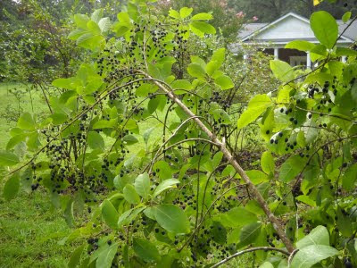 grancy fruit beard grey hill farm plant gold