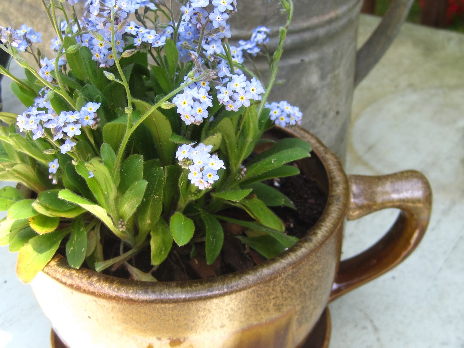 Tea With Friends The mystery plant in my teacup planter