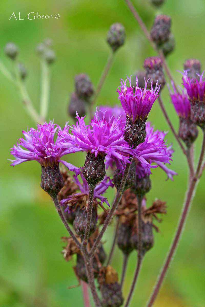 The Buckeye Botanist Missouri Ironweed (Vernonia missurica)