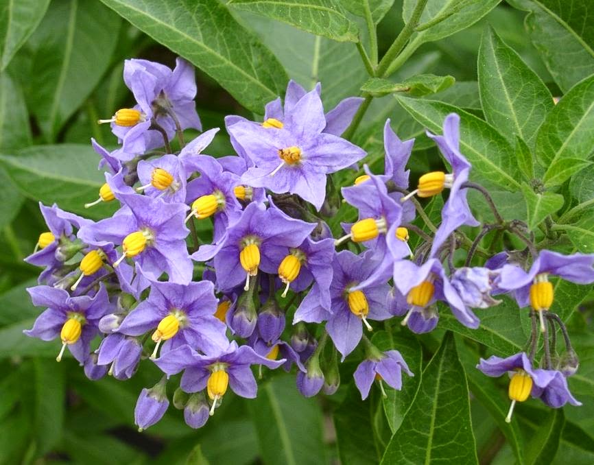 life between the flowers Climbing potato vine Solanum Crispum Glasnevin, (Chilean Potato tree