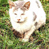Feral Cat - What Is A Stray Cat