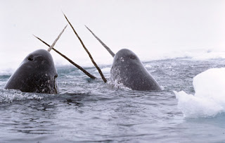 narwhal narwhal whale fish species horn rare artic