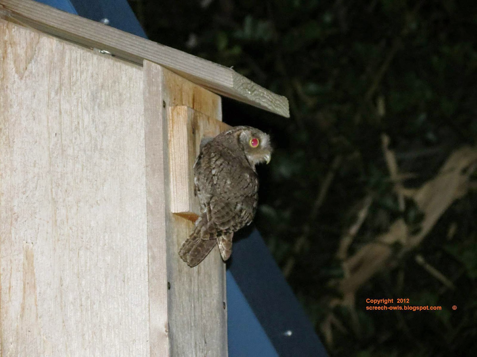 Backyard Birding....and Nature Screech Owl Feeding Frenzy