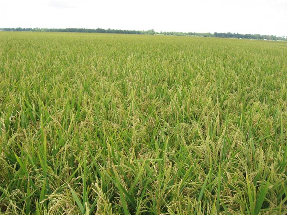 Arkansas Rice Make Me Hungry