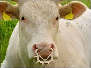 Featured image of post Vaca Com Piercing Na Orelha Sin nimo de muito estilo e personalidade os piercings na orelha ganham cada vez mais adeptos