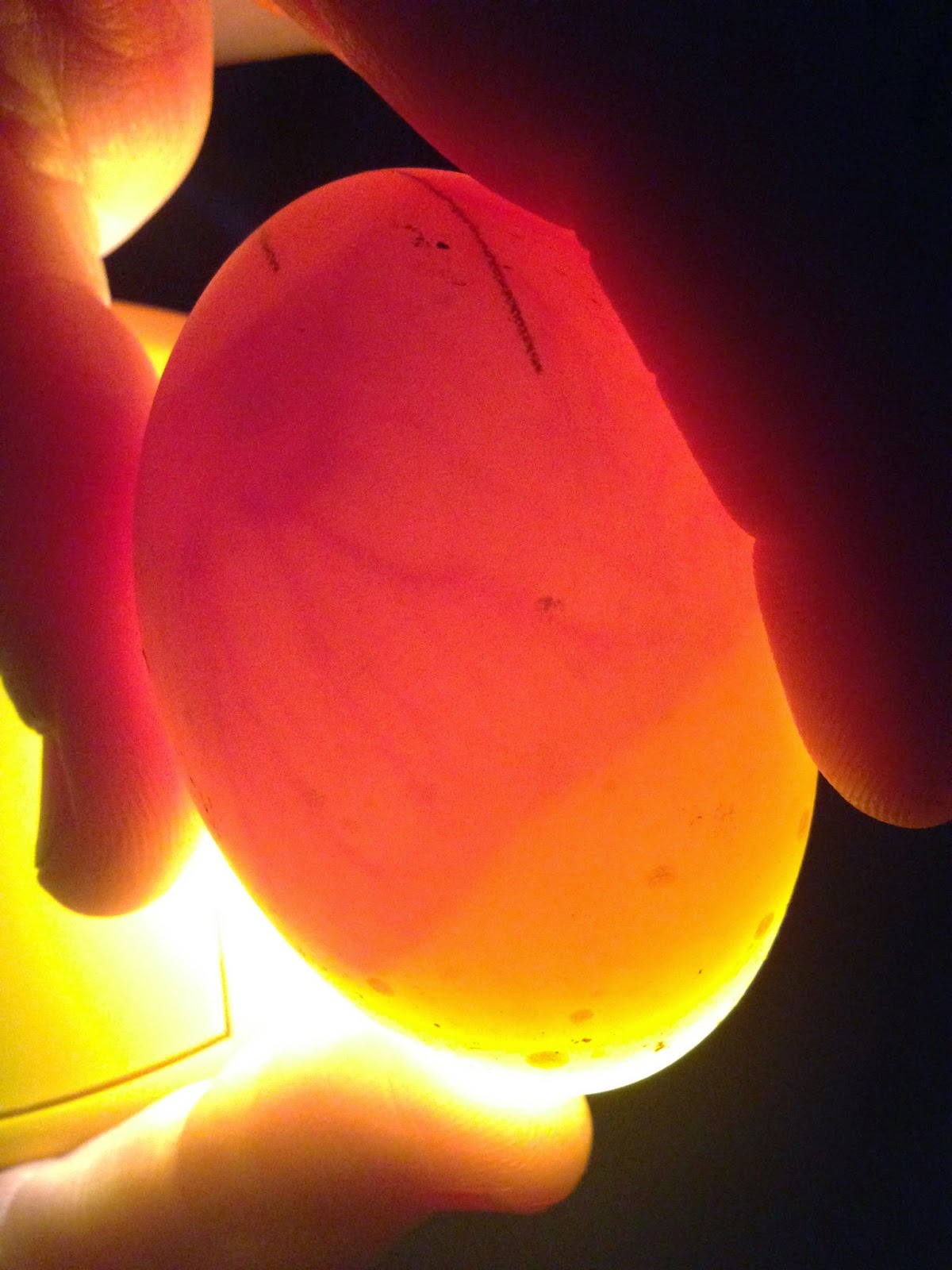 Day 7 Candling Our Eggs Fort Kindergarten