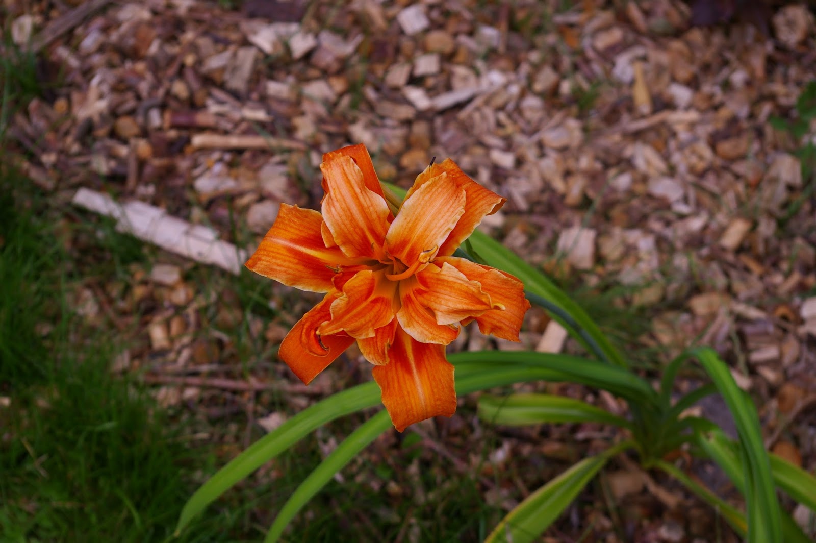 Ma Planete Jardin Des Massifs Fleuris Pour Le Printemps