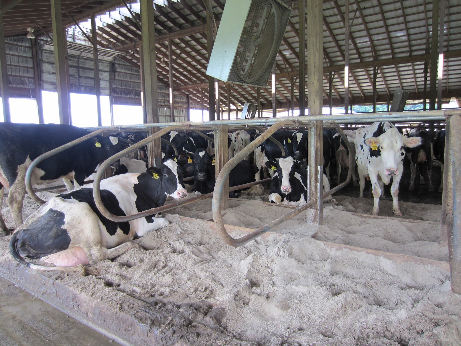 Why Do Cows Live in Barns? Farmer Bloggers