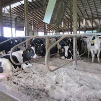 gambar peternakan sapi gambar peternakan sapi