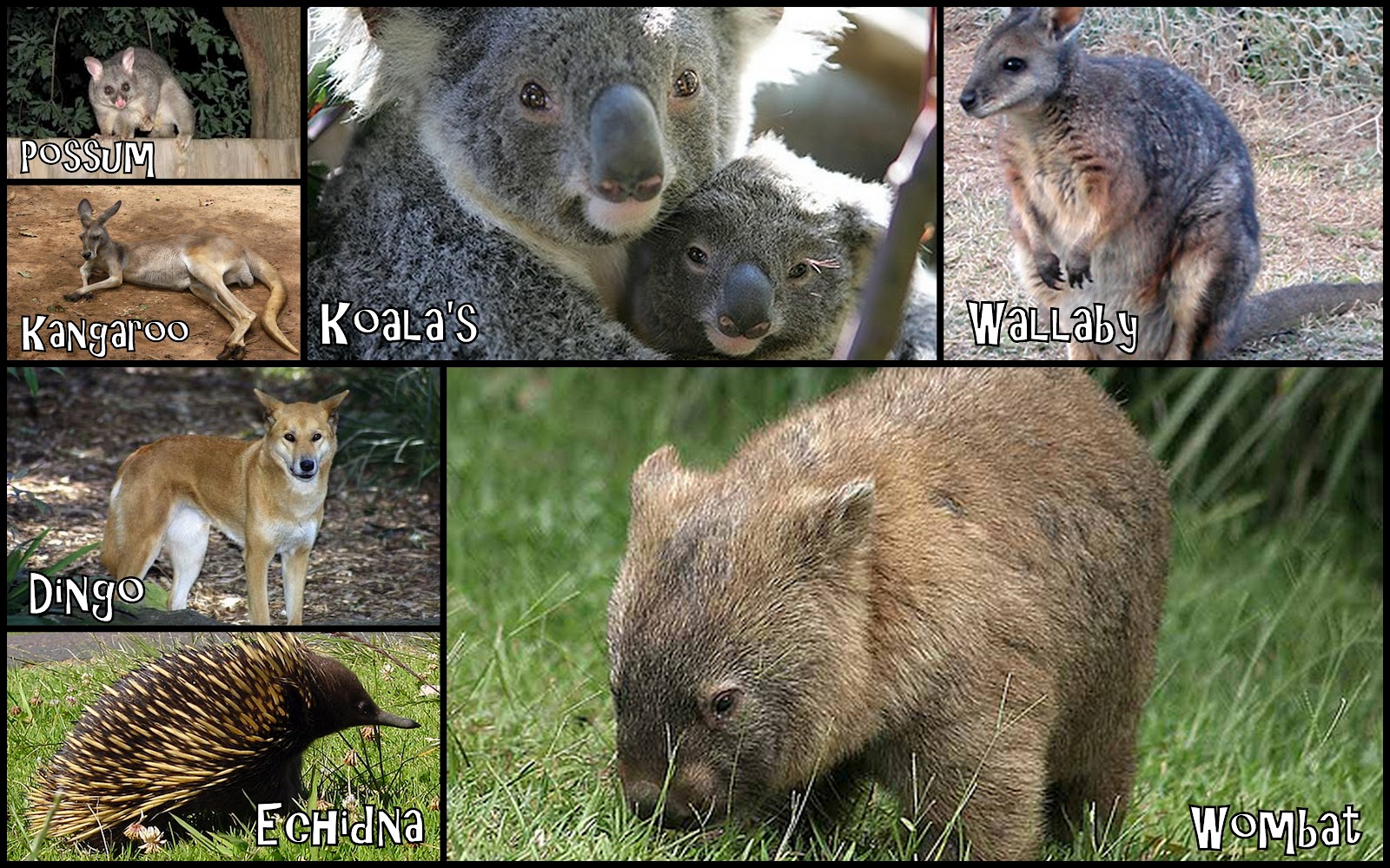 Download animals of australia Pictures on Animal Picture Society
