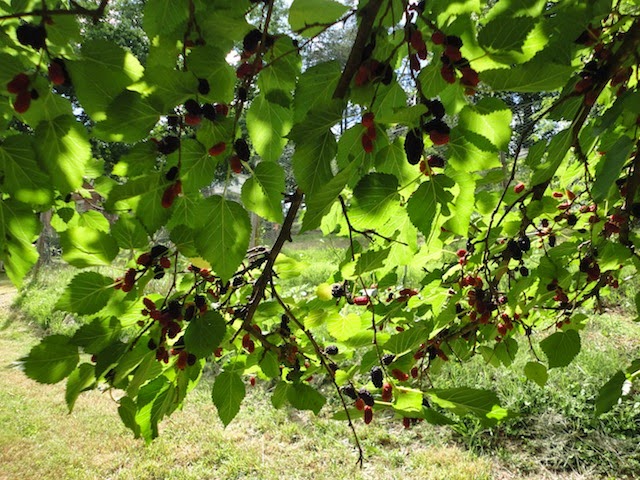 Mulberries ripen is stages