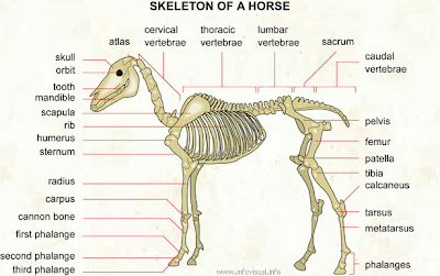 Animal Structure (Struktur Hewan) 072+Skeleton+of+a+horse