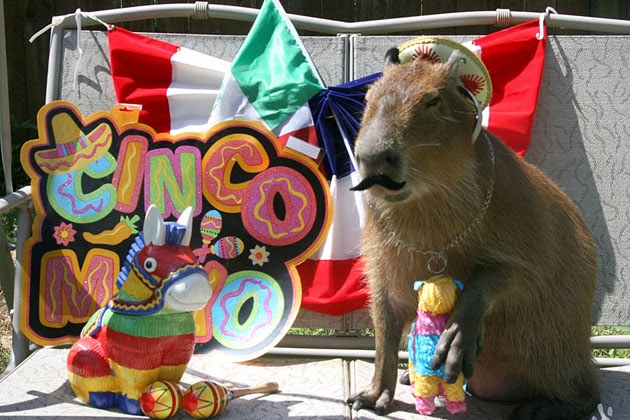 Funny Capybara Animals | Amazing Latest Pictures | Funny And Cute Animals