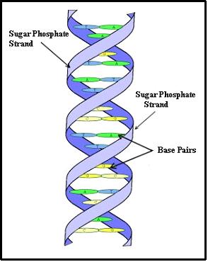labeled dna strand for label dna diagram 