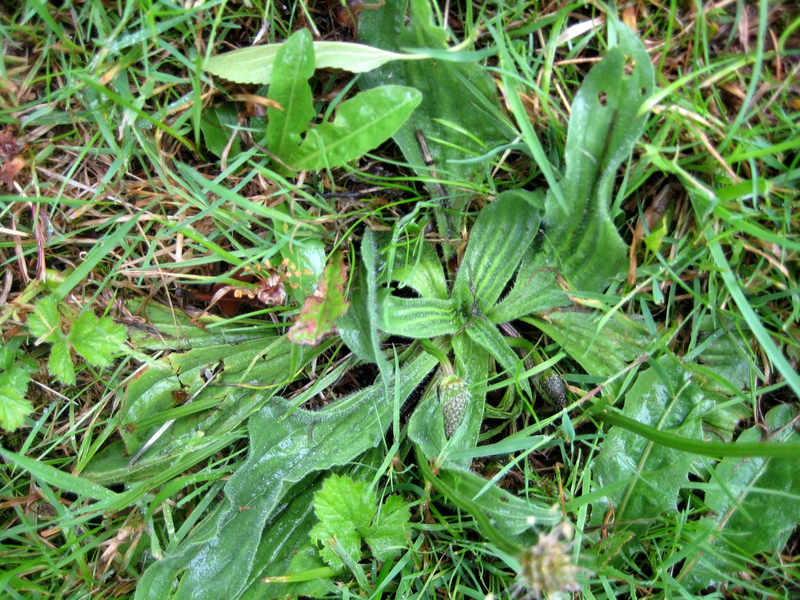 Filnore Woods Blog Lamb's tongue