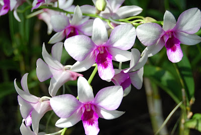 orchids flowers pictures orchids flowers pictures