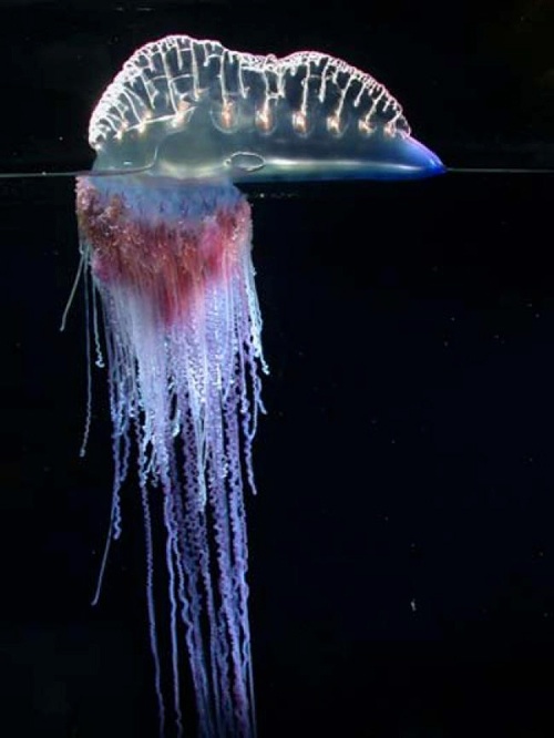 Largest Marine Sea Creatures Out There Portuguese Man O' War Largest Marine Sea Creatures Out There Portuguese Man O' War