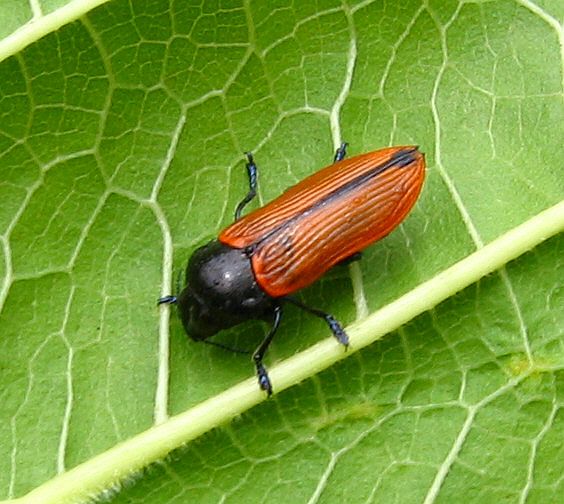 jewel beetle australia