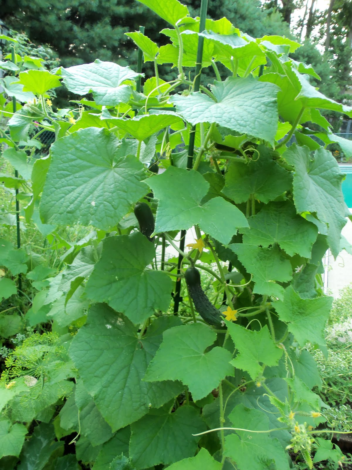 Farm to Jar ICICLE PICKLES HOMEMADE FROM MY "FARM"
