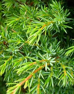 Juniperus communis