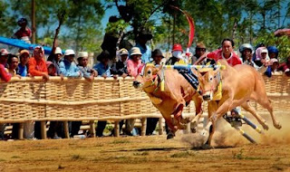 karapan sapi
