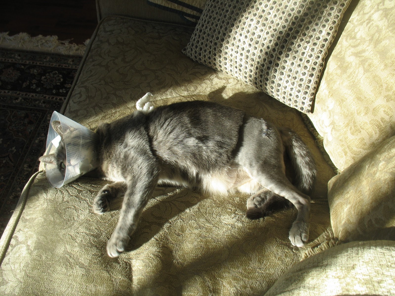 Shabby Redo For You ! Cat with two broken hips!!