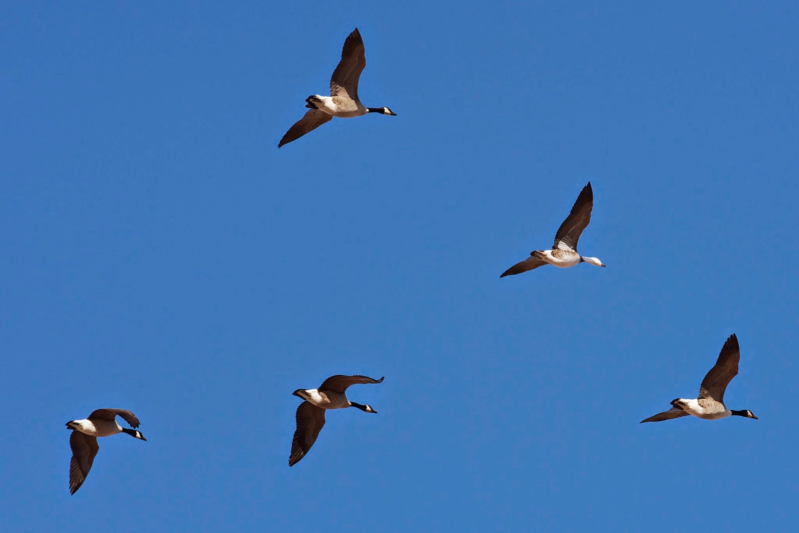 Bird Hybrids Snow Goose x Canada Goose