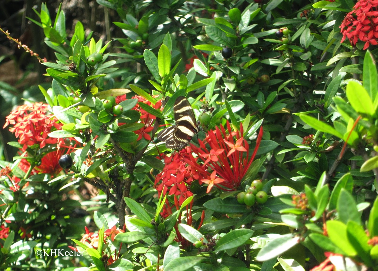 Ixora Ixora