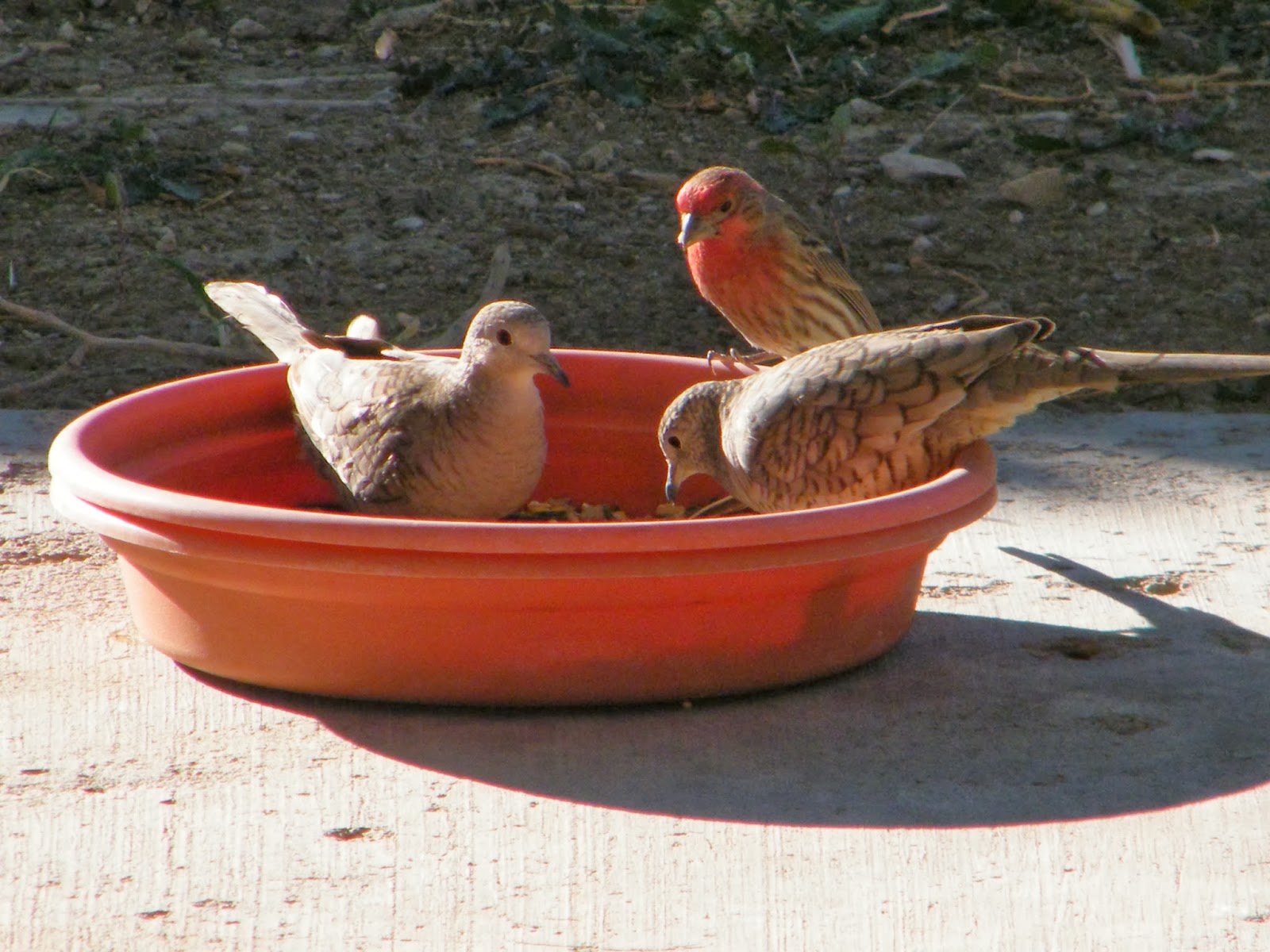 Toys and Stuff Las Vegas NV ,Birds on Patio