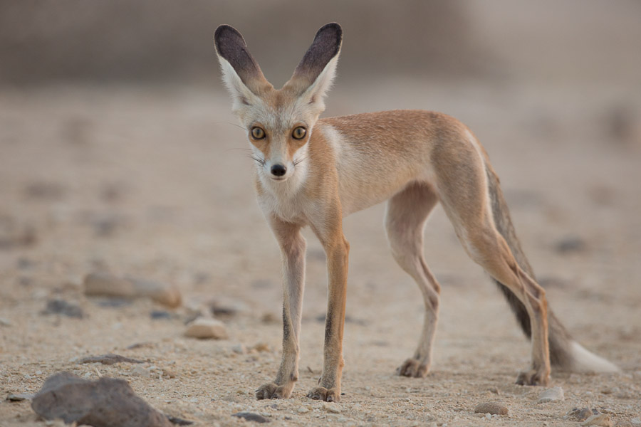 Birds of Saudi Arabia Excellent views of Arabian Red Fox Dhahran Hills