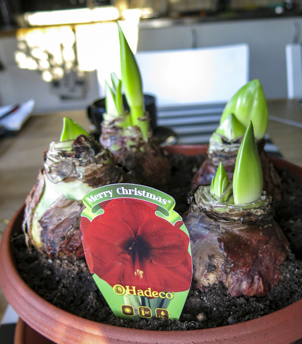 amaryllis amaryllis