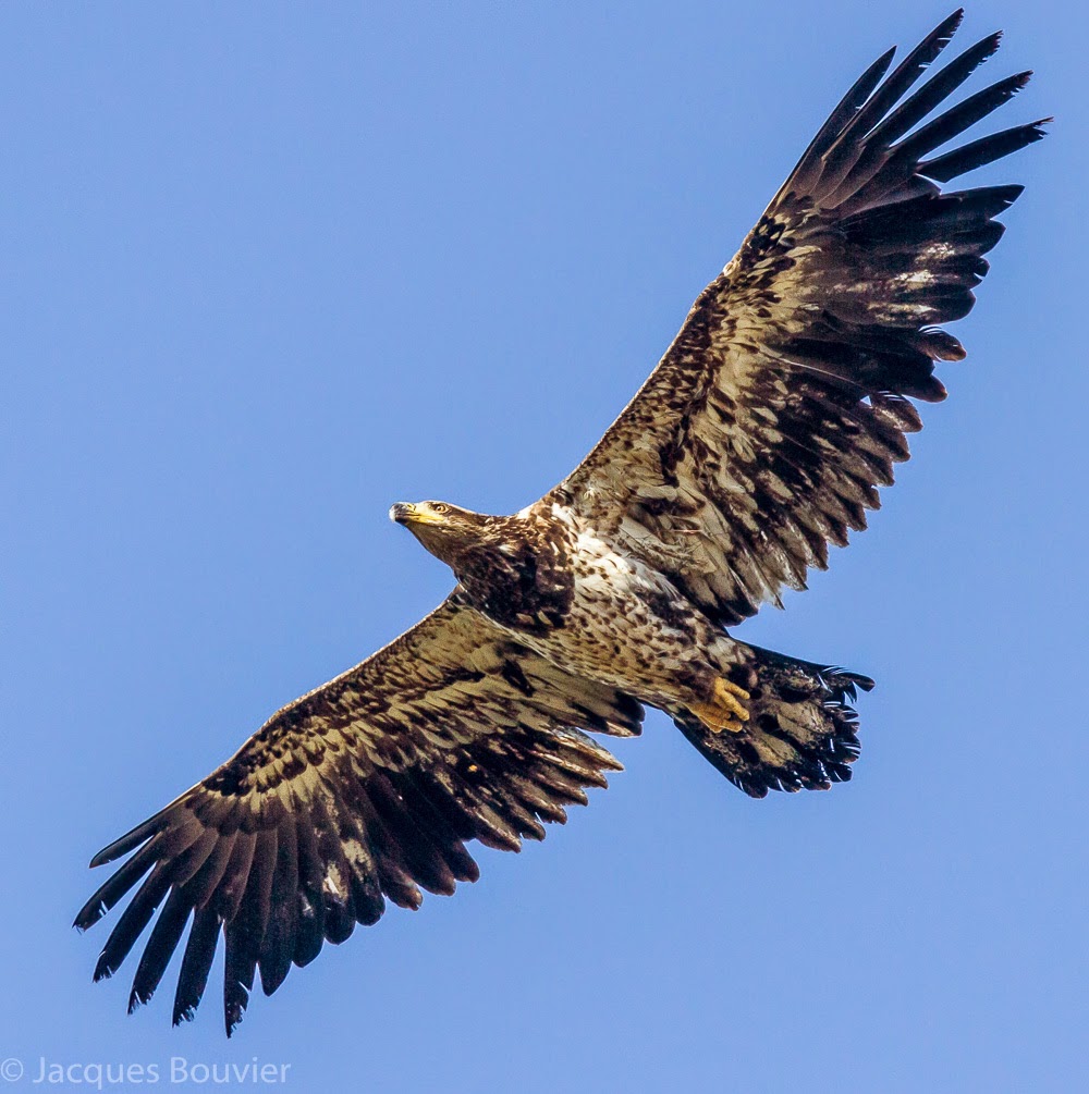 les oiseaux des comt 233 s unis de prescott russell stormont les oiseaux des comt 233 s unis de prescott russell stormont