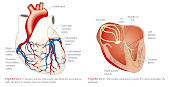 ARTERIAS DEL CORAZON