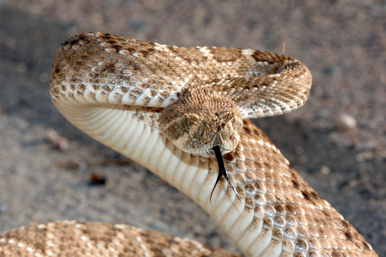http://4.bp.blogspot.com/-XeSl_gs-6PM/TwZ4yL7v9QI/AAAAAAAABQ4/0VwEFrXHcs0/s1600/Rattle%2BSnake-Wallpapers-01.jpg