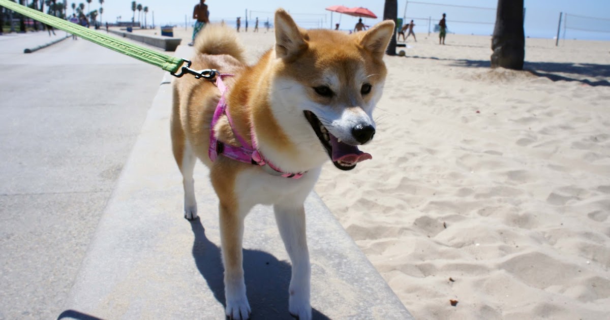 Dog Friendly Hotels California Central Coast Dog Friendly Hotels California Central Coast