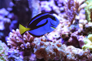 palette surgeonfish habitat palette surgeonfish habitat