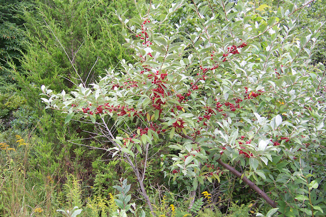 Autumn Olive Bush2