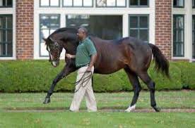 A.P. Indy - Kentucky's Champion