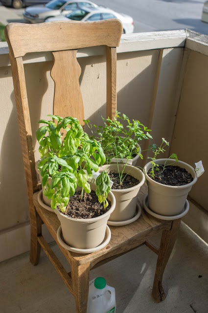 Potted herbs resting on a wooden chair with a plastic water jug beneath.