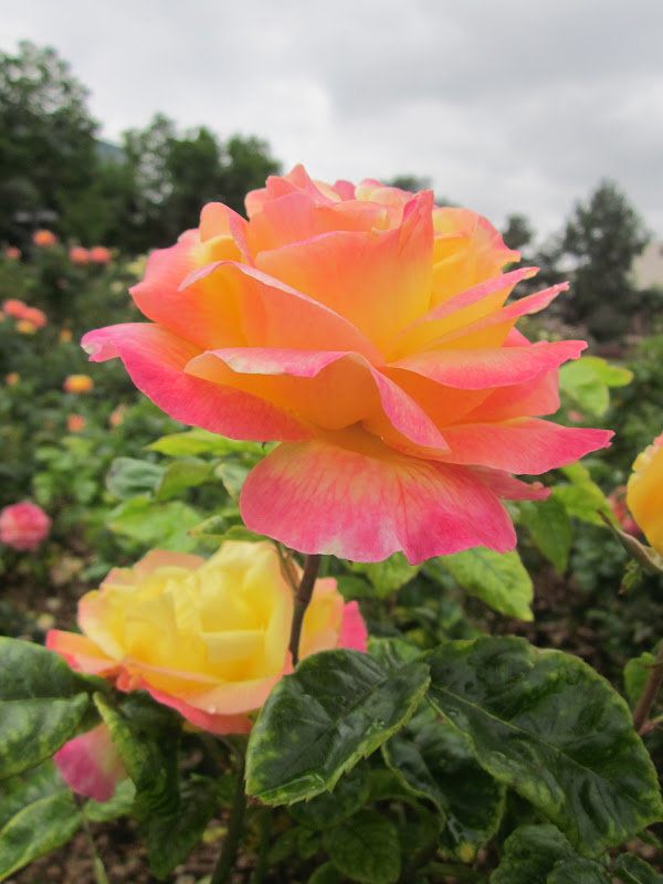 Garden Discoveries California Roses